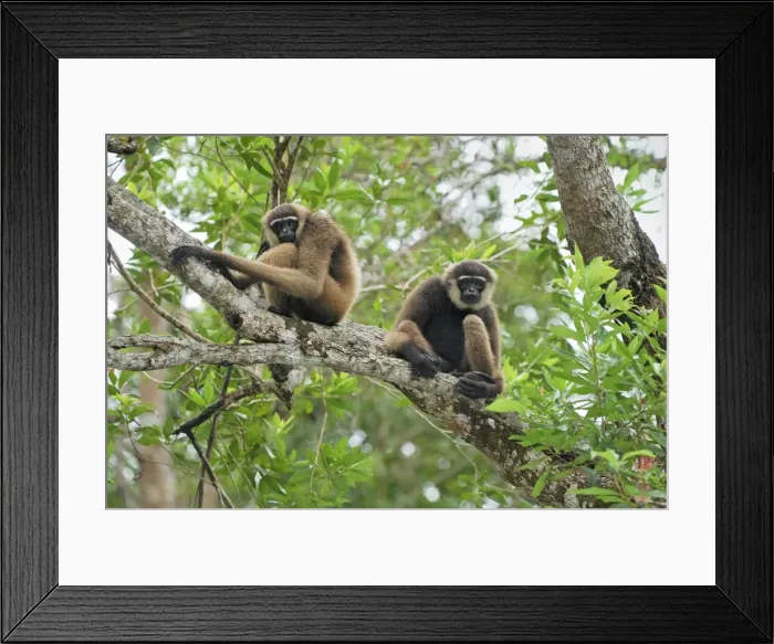 Framed Print : Dark-handed Gibbon / Agile Gibbon - Camp Leaky - Tanjung Puting N. P. - KalimantanBorneo - Indonesia Framed Print : Dark-handed Gibbon / Agile Gibbon - Camp Leaky - Tanjung Puting N. P. - KalimantanBorneo - Indonesia