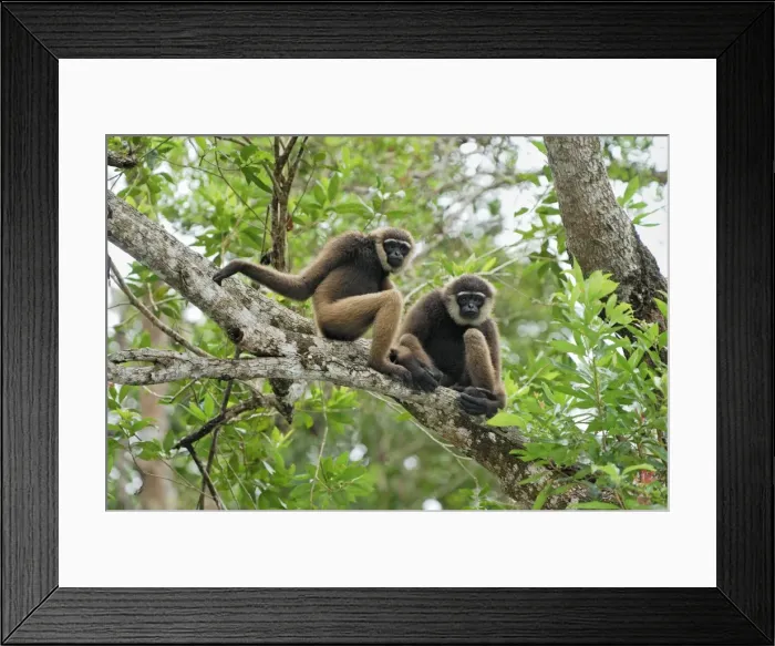 Framed Print : Dark-handed Gibbon / Agile Gibbon - Camp Leaky - Tanjung Puting N. P. - KalimantanBorneo - Indonesia Framed Print : Dark-handed Gibbon / Agile Gibbon - Camp Leaky - Tanjung Puting N. P. - KalimantanBorneo - Indonesia