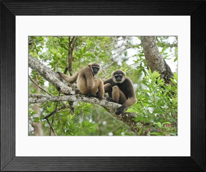 Framed Print : Dark-handed Gibbon / Agile Gibbon - Camp Leaky - Tanjung Puting N. P. - KalimantanBorneo - Indonesia Framed Print : Dark-handed Gibbon / Agile Gibbon - Camp Leaky - Tanjung Puting N. P. - KalimantanBorneo - Indonesia