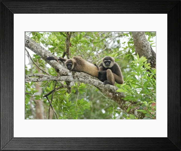 Framed Print : Dark-handed Gibbon / Agile Gibbon - Camp Leaky - Tanjung Puting N. P. - KalimantanBorneo - Indonesia Framed Print : Dark-handed Gibbon / Agile Gibbon - Camp Leaky - Tanjung Puting N. P. - KalimantanBorneo - Indonesia