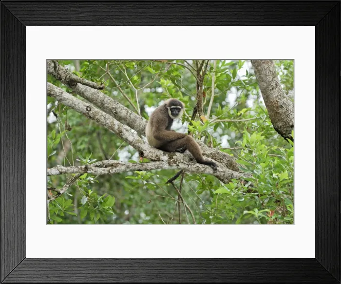 Framed Print : Dark-handed Gibbon / Agile Gibbon - Camp Leaky - Tanjung Puting N. P. - KalimantanBorneo - Indonesia Framed Print : Dark-handed Gibbon / Agile Gibbon - Camp Leaky - Tanjung Puting N. P. - KalimantanBorneo - Indonesia