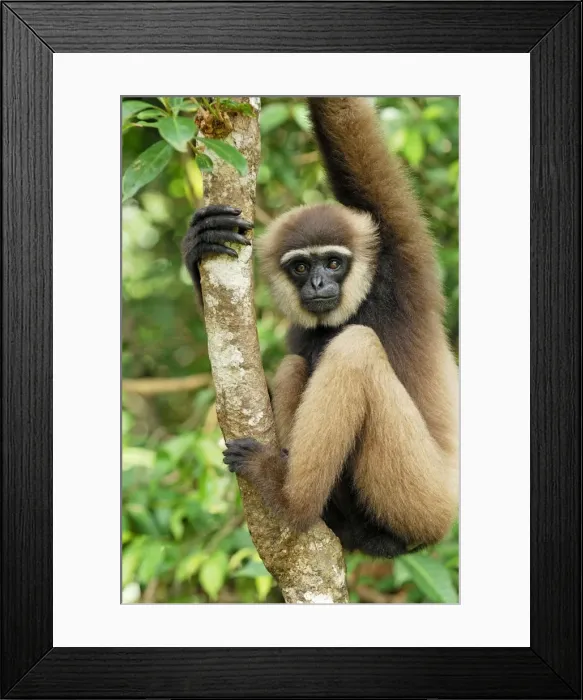 Framed Print : Dark-handed Gibbon / Agile Gibbon - Camp Leaky - Tanjung Puting N. P. - KalimantanBorneo - Indonesia Framed Print : Dark-handed Gibbon / Agile Gibbon - Camp Leaky - Tanjung Puting N. P. - KalimantanBorneo - Indonesia