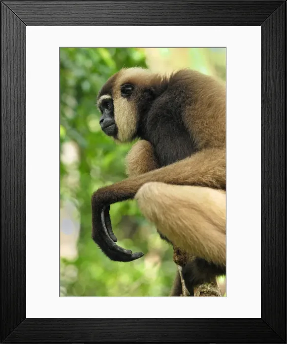 Framed Print : Dark-handed Gibbon / Agile Gibbon - Camp Leaky - Tanjung Puting N. P. - KalimantanBorneo - Indonesia Framed Print : Dark-handed Gibbon / Agile Gibbon - Camp Leaky - Tanjung Puting N. P. - KalimantanBorneo - Indonesia