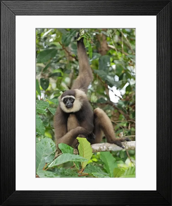 Framed Print : Dark-handed Gibbon / Agile Gibbon - Camp Leaky - Tanjung Puting N. P. - KalimantanBorneo - Indonesia Framed Print : Dark-handed Gibbon / Agile Gibbon - Camp Leaky - Tanjung Puting N. P. - KalimantanBorneo - Indonesia