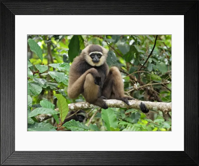 Framed Print : Dark-handed Gibbon / Agile Gibbon - Camp Leaky - Tanjung Puting N. P. - KalimantanBorneo - Indonesia Framed Print : Dark-handed Gibbon / Agile Gibbon - Camp Leaky - Tanjung Puting N. P. - KalimantanBorneo - Indonesia