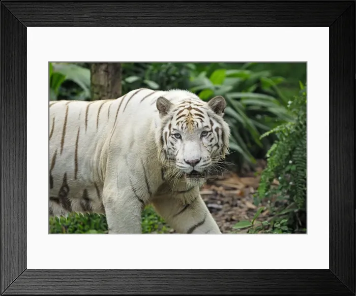 Framed Print : White Tiger - Singapore Framed Print : White Tiger - Singapore