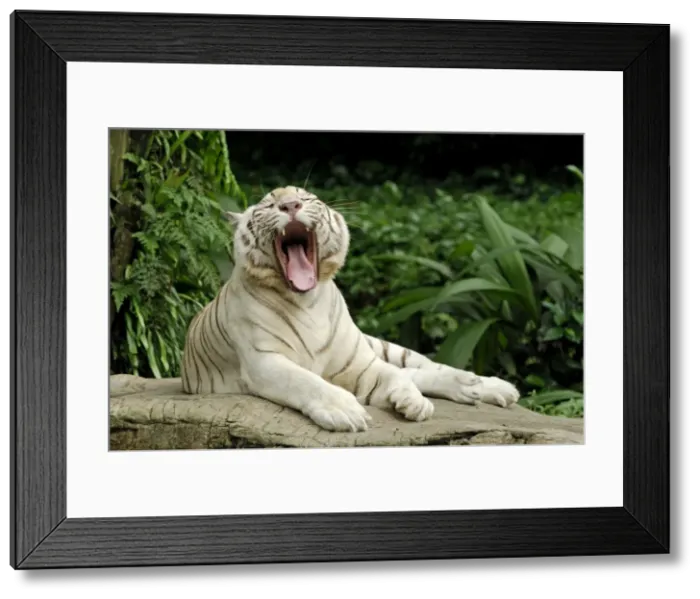 Framed Print : White Tiger - yawning - Singapore Framed Print : White Tiger - yawning - Singapore