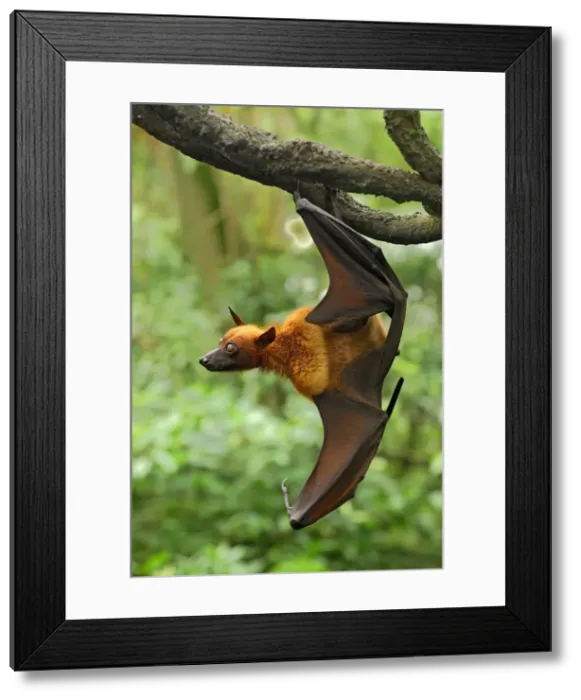Framed Print : Malayan Flying Fox - hanging from branch - Malaysia Framed Print : Malayan Flying Fox - hanging from branch - Malaysia