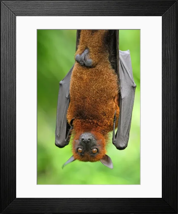 Framed Print : Malayan Flying Fox - hanging upside down - Malaysia Framed Print : Malayan Flying Fox - hanging upside down - Malaysia