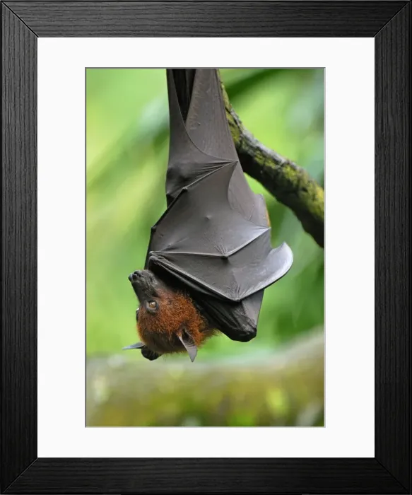 Framed Print : Malayan Flying Fox - hanging upside down - Malaysia Framed Print : Malayan Flying Fox - hanging upside down - Malaysia