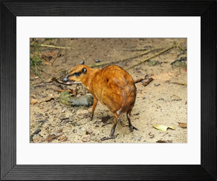 Framed Print : Java Mouse-deer - Malaysia Framed Print : Java Mouse-deer - Malaysia