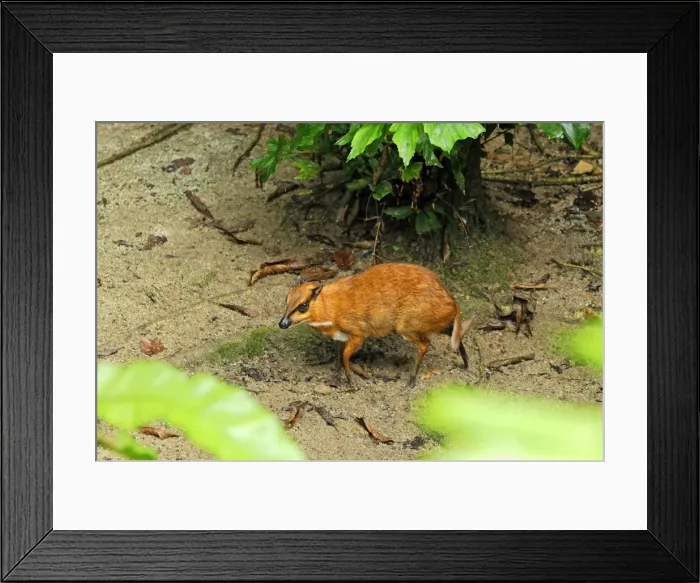 Framed Print : Java Mouse-deer - Malaysia Framed Print : Java Mouse-deer - Malaysia