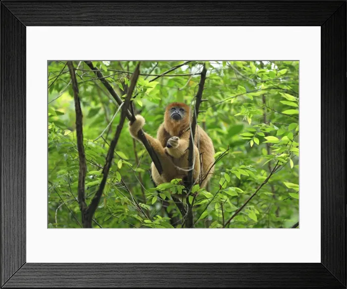 Framed Print : Black-and-gold Howler - Brazil Framed Print : Black-and-gold Howler - Brazil
