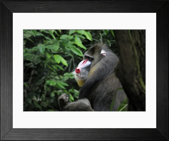 Framed Print : Mandrill - Gabun Framed Print : Mandrill - Gabun
