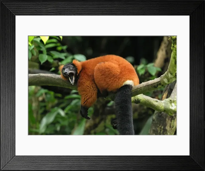 Framed Print : Red ruffed Lemur - resting on branch with mouth wide open - Masoala - Madagascar