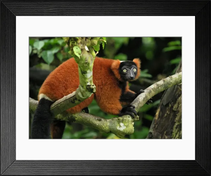 Framed Print : Red ruffed Lemur - Masoala - Madagascar Framed Print : Red ruffed Lemur - Masoala - Madagascar