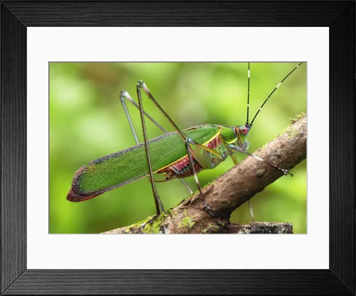 Framed Print : Katydid / Bush-cricket - Danum Valley Conservation Area - Sabah - Borneo - Malaysia Framed Print : Katydid / Bush-cricket - Danum Valley Conservation Area - Sabah - Borneo - Malaysia