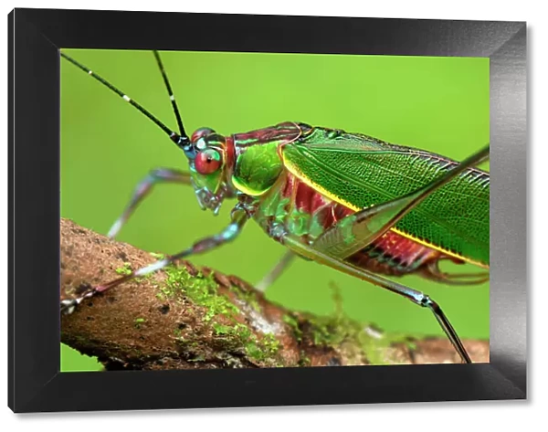 Katydid  /  Bush-cricket - Danum Valley Conservation Area - Sabah - Borneo - Malaysia