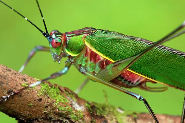 Katydid  /  Bush-cricket - Danum Valley Conservation Area - Sabah - Borneo - Malaysia
