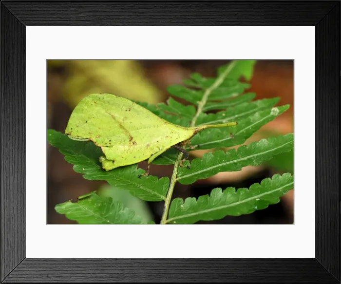 Framed Print : Grasshopper - Danum Valley Conservation Area - Sabah - Borneo - Malaysia Framed Print : Grasshopper - Danum Valley Conservation Area - Sabah - Borneo - Malaysia