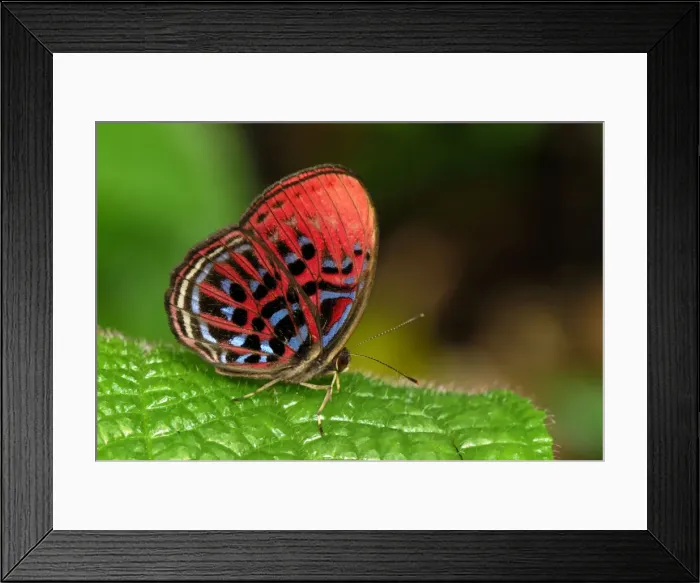 Framed Print : Malay Red Harlequin - Danum Valley Conservation Area - Sabah - Borneo - Malaysia Framed Print : Malay Red Harlequin - Danum Valley Conservation Area - Sabah - Borneo - Malaysia