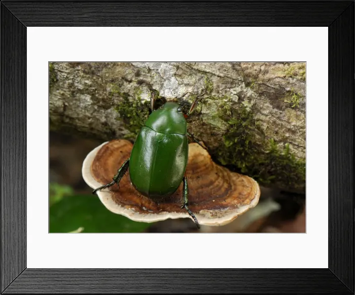 Framed Print : Emerald Flower Beetle - Danum Valley Conservation Area - Sabah - Borneo - Malaysia Framed Print : Emerald Flower Beetle - Danum Valley Conservation Area - Sabah - Borneo - Malaysia