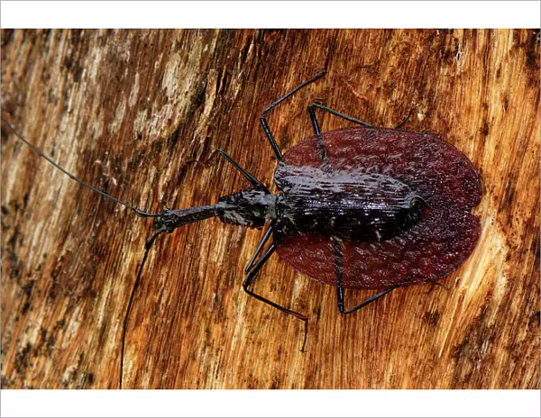 Fiddle Beetle  /  Violin Beetle - Danum Valley Conservation Area - Sabah - Borneo - Malaysia
