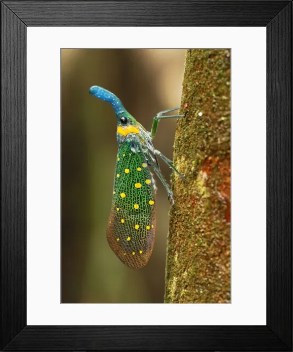 Framed Print : Lantern Bug - Danum Valley Conservation Area - Sabah - Borneo - Malaysia Framed Print : Lantern Bug - Danum Valley Conservation Area - Sabah - Borneo - Malaysia