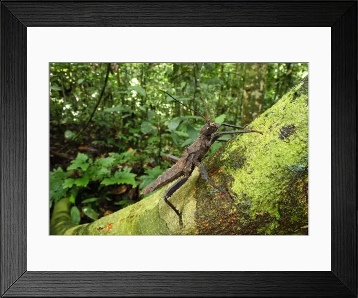 Framed Print : Spiny Stick Insect - Danum Valley Conservation Area - Sabah - Borneo - Malaysia Framed Print : Spiny Stick Insect - Danum Valley Conservation Area - Sabah - Borneo - Malaysia