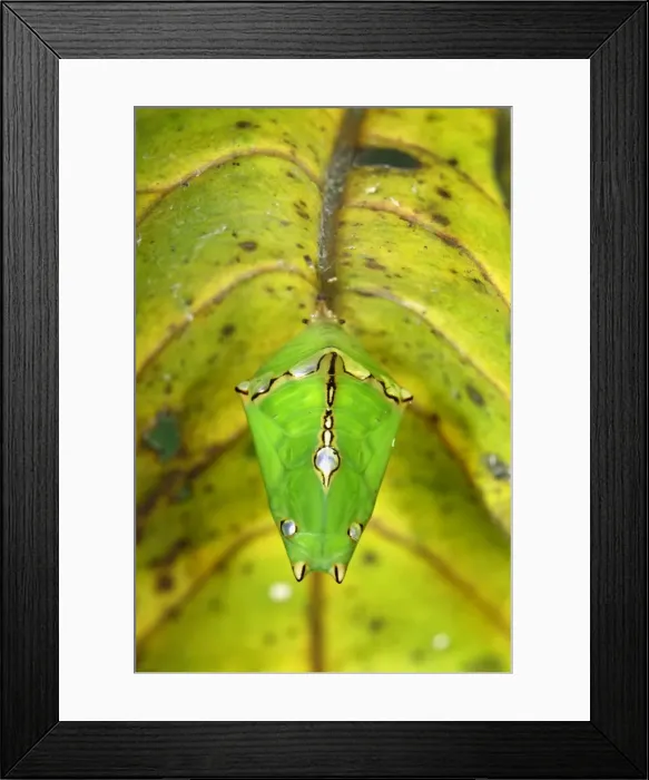 Framed Print : Pupa of a butterfly - underneath a leaf - Danum Valley Conservation Area - Sabah - Borneo - Malaysia Framed Print : Pupa of a butterfly - underneath a leaf - Danum Valley Conservation Area - Sabah - Borneo - Malaysia