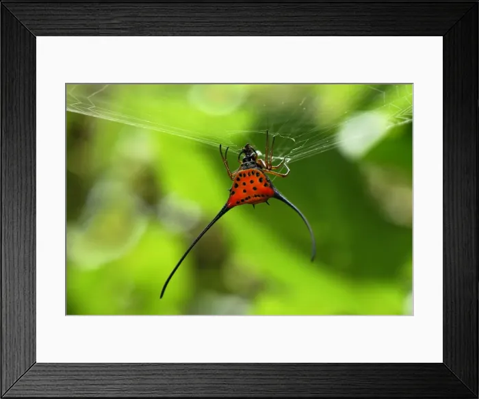 Framed Print : Orb-Web Spider - Danum Valley Conservation Area - Sabah - Borneo - Malaysia Framed Print : Orb-Web Spider - Danum Valley Conservation Area - Sabah - Borneo - Malaysia