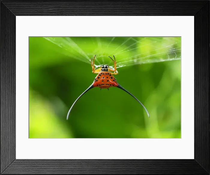 Framed Print : Orb-Web Spider - Danum Valley Conservation Area - Sabah - Borneo - Malaysia Framed Print : Orb-Web Spider - Danum Valley Conservation Area - Sabah - Borneo - Malaysia