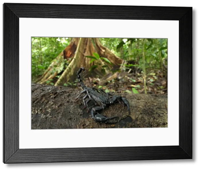 Framed Print : Scorpion - Danum Valley Conservation Area - Sabah - Borneo - Malaysia Framed Print : Scorpion - Danum Valley Conservation Area - Sabah - Borneo - Malaysia