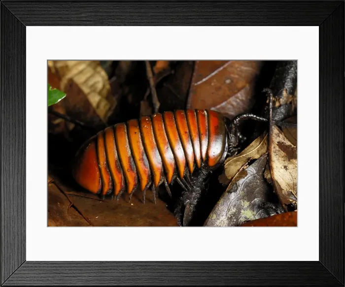 Framed Print : Pill Millipede - Danum Valley Conservation Area - Sabah - Borneo - Malaysia Framed Print : Pill Millipede - Danum Valley Conservation Area - Sabah - Borneo - Malaysia
