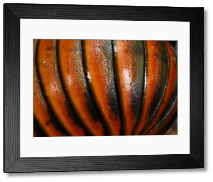 Framed Print : Pill Millipede - Danum Valley Conservation Area - Sabah - Borneo - Malaysia Framed Print : Pill Millipede - Danum Valley Conservation Area - Sabah - Borneo - Malaysia