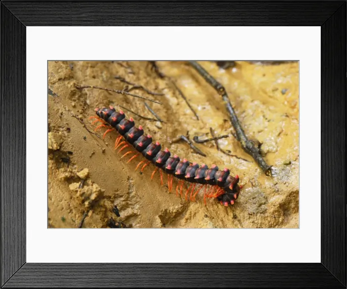 Framed Print : Flat-backed Millipede - Danum Valley Conservation Area - Sabah - Borneo - Malaysia Framed Print : Flat-backed Millipede - Danum Valley Conservation Area - Sabah - Borneo - Malaysia