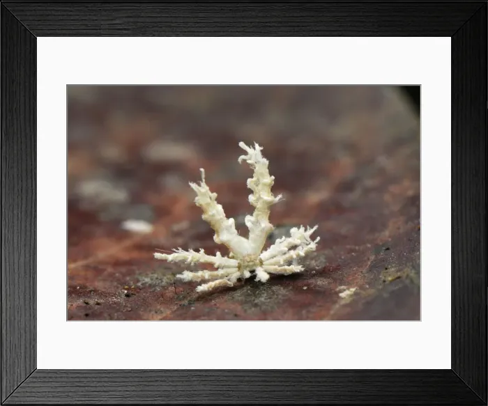Framed Print : Cicada larva - Danum Valley Conservation Area - Sabah - Borneo - Malaysia Framed Print : Cicada larva - Danum Valley Conservation Area - Sabah - Borneo - Malaysia