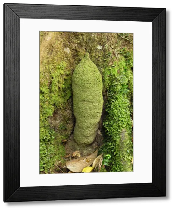 Framed Print : Phallus Termite - Danum Valley Conservation Area - Sabah - Borneo - Malaysia Framed Print : Phallus Termite - Danum Valley Conservation Area - Sabah - Borneo - Malaysia