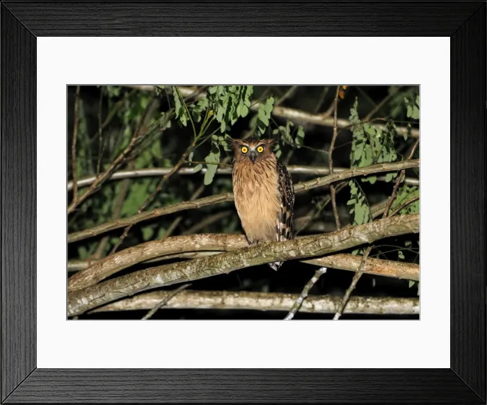 Framed Print : Buffy Fish Owl - Danum Valley Conservation Area - Sabah - Borneo - Malaysia Framed Print : Buffy Fish Owl - Danum Valley Conservation Area - Sabah - Borneo - Malaysia