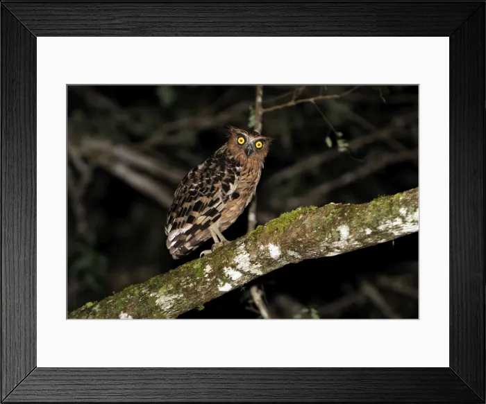 Framed Print : Buffy Fish Owl - Danum Valley Conservation Area - Sabah - Borneo - Malaysia Framed Print : Buffy Fish Owl - Danum Valley Conservation Area - Sabah - Borneo - Malaysia