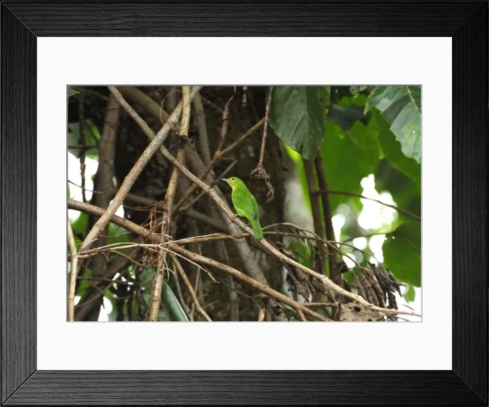 Framed Print : Lesser Green Leafbird - Danum Valley Conservation Area - Sabah - Borneo - Malaysia Framed Print : Lesser Green Leafbird - Danum Valley Conservation Area - Sabah - Borneo - Malaysia