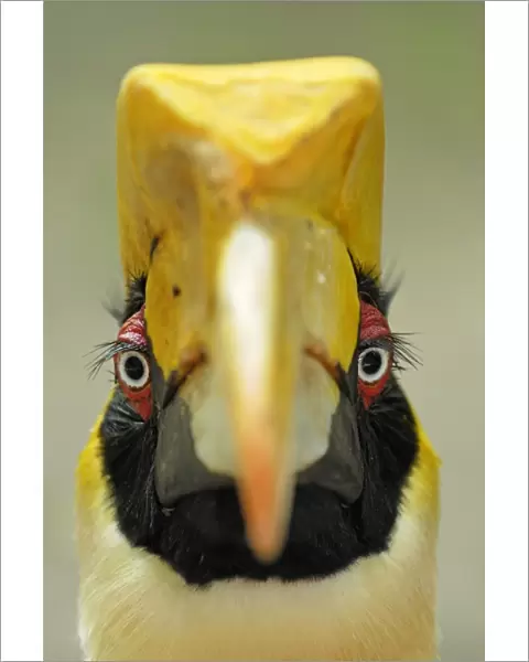 Great Hornbill - Thailand