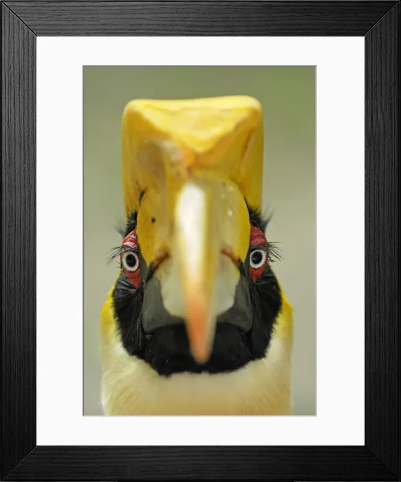 Framed Print : Great Hornbill - Thailand Framed Print : Great Hornbill - Thailand