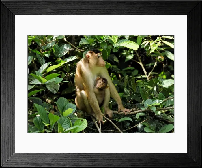 Framed Print : Pig-tailed Macaque - with baby - Sabah - Borneo - Malaysia Framed Print : Pig-tailed Macaque - with baby - Sabah - Borneo - Malaysia