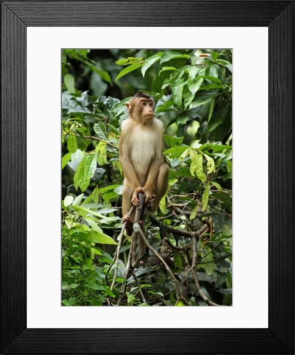 Framed Print : Pig-tailed Macaque - Sabah - Borneo - Malaysia Framed Print : Pig-tailed Macaque - Sabah - Borneo - Malaysia