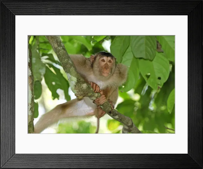 Framed Print : Pig-tailed Macaque - Sabah - Borneo - Malaysia Framed Print : Pig-tailed Macaque - Sabah - Borneo - Malaysia