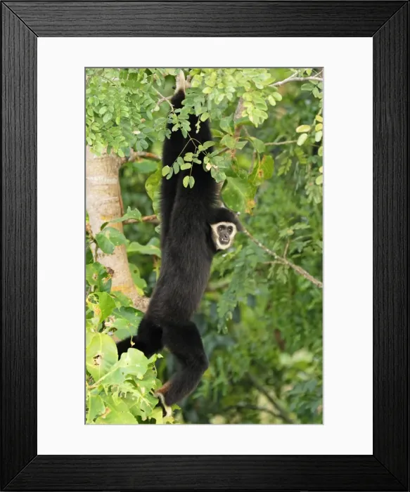 Framed Print : White-handed Gibbon - Thailand Framed Print : White-handed Gibbon - Thailand
