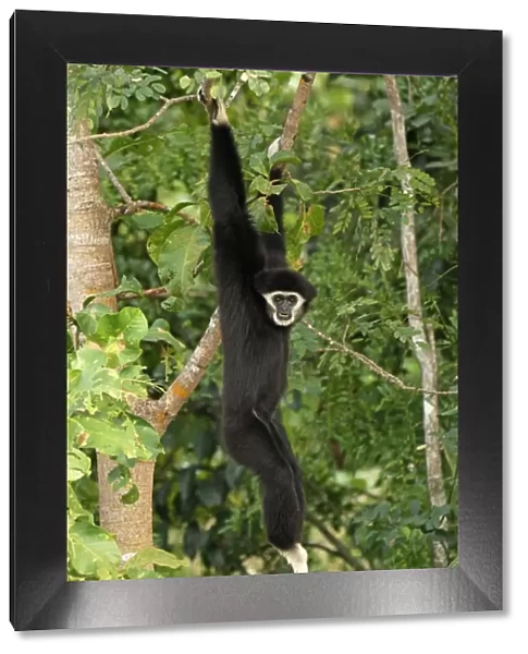 White-handed Gibbon - Thailand