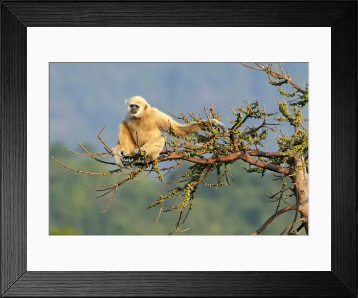 Framed Print : White-handed Gibbon - Thailand Framed Print : White-handed Gibbon - Thailand