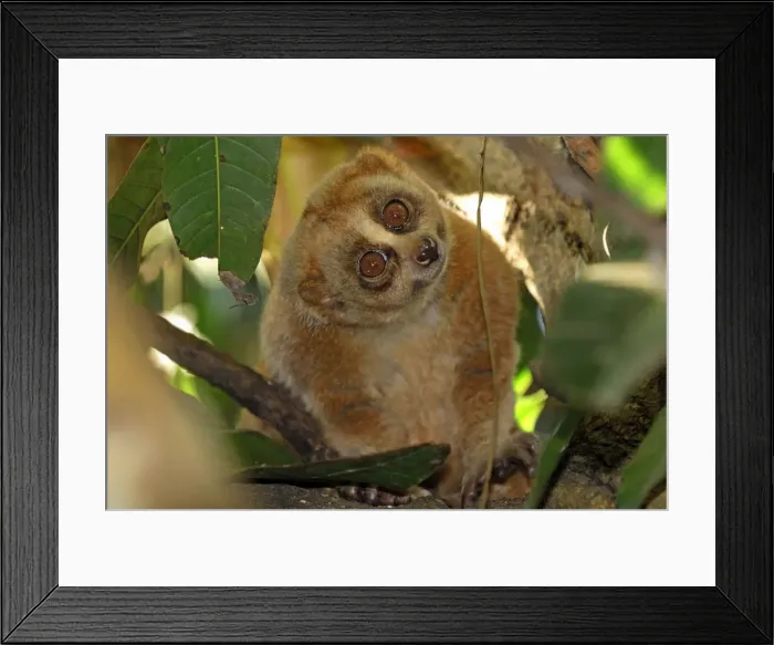Framed Print : Slow Loris - Thailand Framed Print : Slow Loris - Thailand